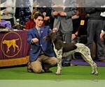 Small Photo #2 German Shorthaired Pointer Puppy For Sale in WARSAW, NY, USA