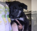 Small Photo #5 German Shepherd Dog Puppy For Sale in RICHMOND, VA, USA