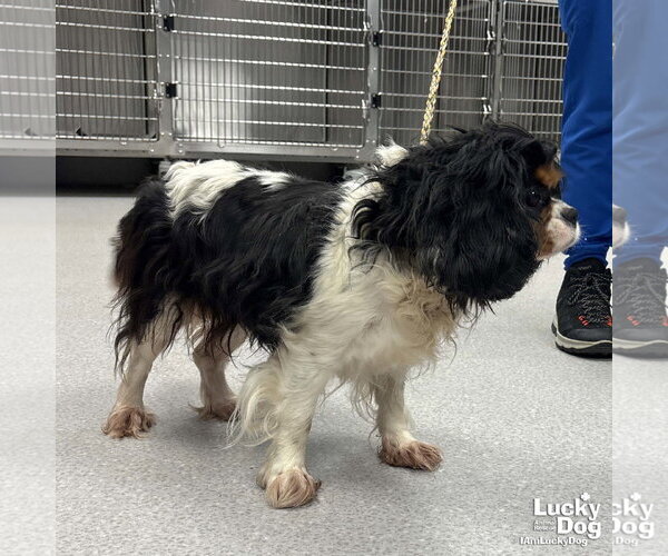 Medium Photo #2 Cavalier King Charles Spaniel-Unknown Mix Puppy For Sale in Washington, DC, USA