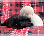 Small Photo #9 Labrador Retriever Puppy For Sale in PALM COAST, FL, USA