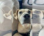 Small Photo #2 Labrador Retriever-Unknown Mix Puppy For Sale in Monticello, MS, USA