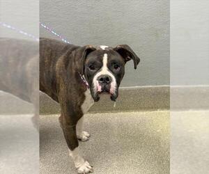Boxer-Unknown Mix Dogs for adoption in Las Vegas, NV, USA