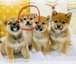 Small Photo #1 Shiba Inu Puppy For Sale in FREMONT, CA, USA
