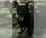 Small #4 Dachshund Mix
