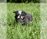 Small #8 Shih Tzu