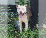 Small #2 American Pit Bull Terrier Mix