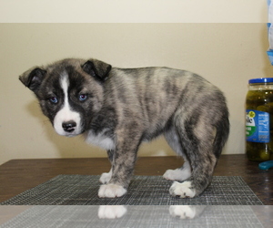 American Staffordshire Terrier-Siberian Husky Mix Puppy for sale in MOORE, OK, USA