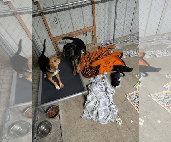 Medium Photo #3 Mutt Puppy For Sale in Frenchburg, KY, USA