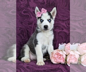 Siberian Husky Puppy for sale in EPHRATA, PA, USA