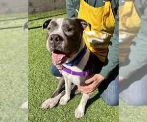 American Pit Bull Terrier Dogs for adoption in San Francisco, CA, USA