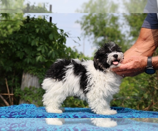 Medium Photo #9 Poodle (Toy) Puppy For Sale in DYERSBURG, TN, USA