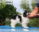 Small #8 Poodle (Toy)