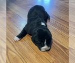 Puppy 2 Great Dane