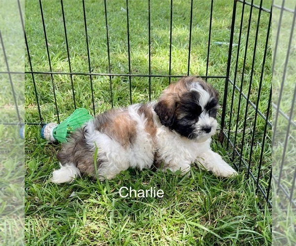 Medium Photo #3 Zuchon Puppy For Sale in MOUNT PLEASANT, MI, USA