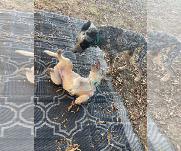 Medium Photo #3 Mutt Puppy For Sale in Garden City, NY, USA