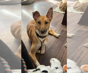 Siberian Husky-Unknown Mix Dogs for adoption in Lexington Park, MD, USA