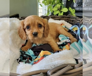 Cavalier King Charles Spaniel Puppy for sale in FRANKLIN, IN, USA