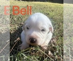 Puppy Bell Great Pyrenees
