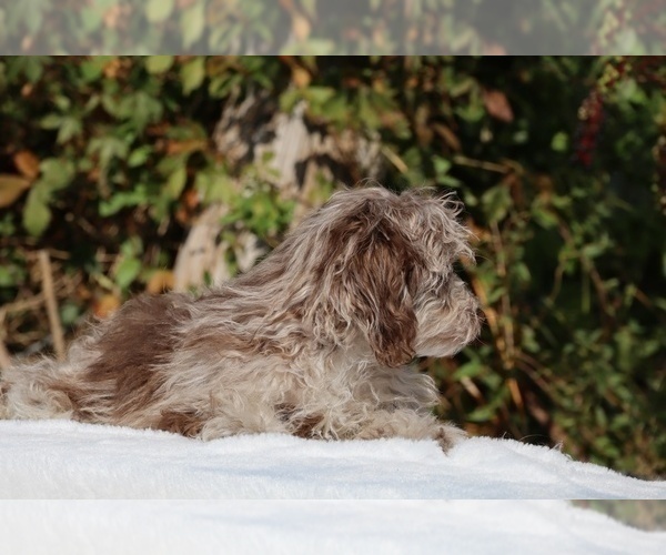 Medium Photo #14 ShihPoo Puppy For Sale in DYERSBURG, TN, USA