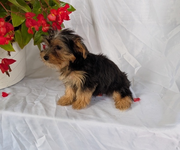 Medium Photo #34 Yorkshire Terrier Puppy For Sale in GOSHEN, IN, USA