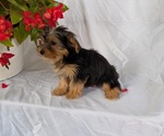Small #10 Yorkshire Terrier