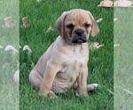 Small Photo #3 Puggle Puppy For Sale in FREDERICKSBURG, OH, USA