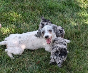 Mother of the Poodle (Toy) puppies born on 08/28/2025