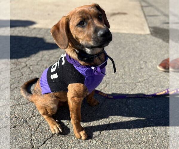 Medium Photo #2 Black Mouth Cur-Labrador Retriever Mix Puppy For Sale in Chester, VA, USA