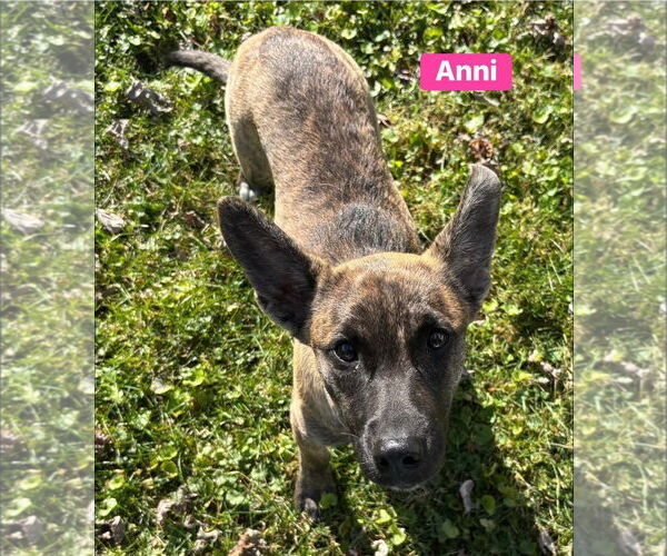 Medium Photo #5 Shepradors Puppy For Sale in Alexander, AR, USA