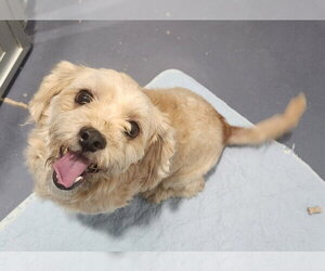 Havashu Dogs for adoption in Walnutport, PA, USA