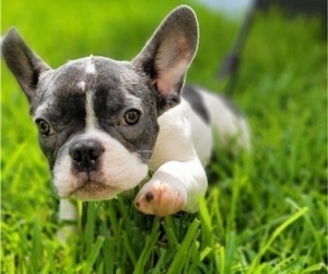 French Bulldog Puppy for sale in SAINT AUGUSTINE, FL, USA