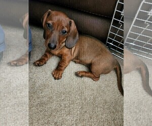 Dachshund Puppy for sale in APPLE VALLEY, CA, USA
