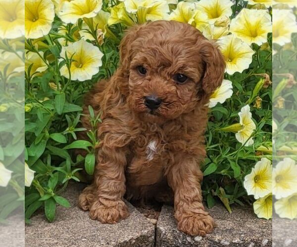 Medium Photo #2 Poodle (Toy) Puppy For Sale in ARTHUR, IL, USA