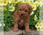 Small #1 Poodle (Toy)