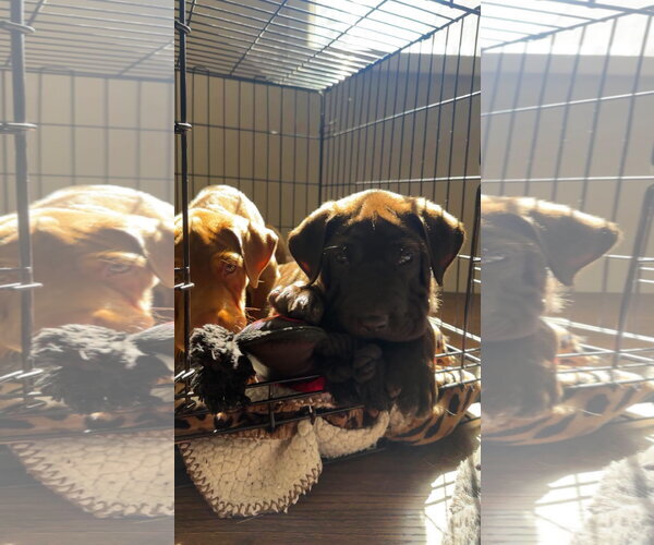 Medium Photo #3 Mutt Puppy For Sale in New London, WI, USA