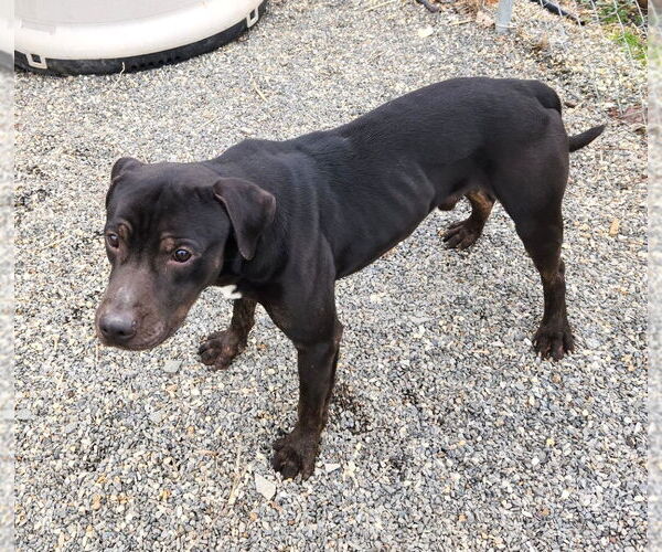 Medium Photo #3 Boxador Puppy For Sale in Rockaway, NJ, USA