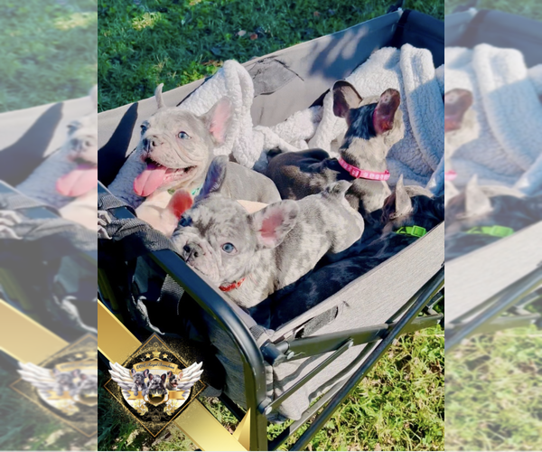 Medium Photo #11 French Bulldog Puppy For Sale in ATHENS, GA, USA