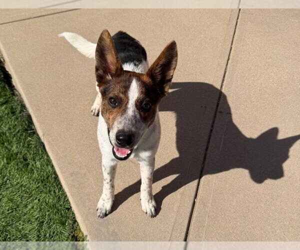 Medium Photo #4 Mutt Puppy For Sale in Lakewood, CO, USA