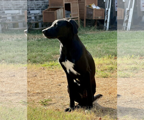 Medium Photo #6 Labrador Retriever-Unknown Mix Puppy For Sale in Wakefield, RI, USA