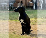 Small #5 Labrador Retriever Mix