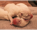 Small Photo #15 Labrador Retriever Puppy For Sale in ESCONDIDO, CA, USA