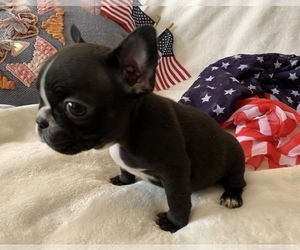 Medium French Bulldog