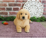 Small #2 Golden Retriever