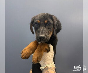 Roo - Female Mutt Dog for Adoption - Photo #3