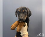 Small Photo #3 Mutt Puppy For Sale in Washington, DC, USA