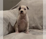 Small #3 American Staffordshire Terrier