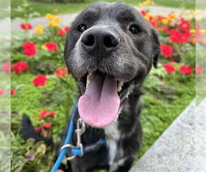 Labrador Retriever-Unknown Mix Dogs for adoption in Anchorage, AK, USA