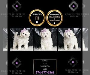 Maltipoo Puppy for sale in WARSAW, IN, USA