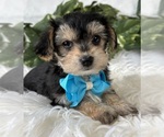 Small #6 Morkie