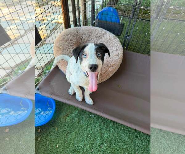 Medium Photo #3 Aussie Pyrenees Puppy For Sale in Turlock, CA, USA
